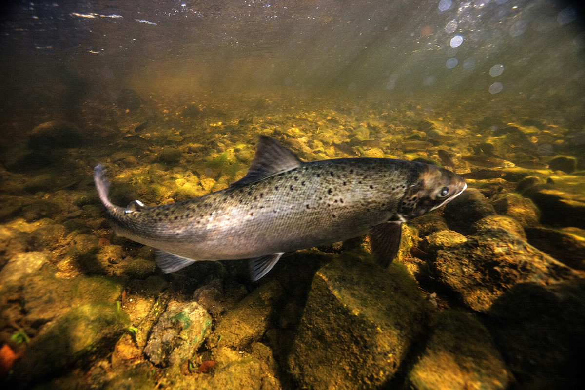 Atlantic Salmon swimming up a Downeast Maine river