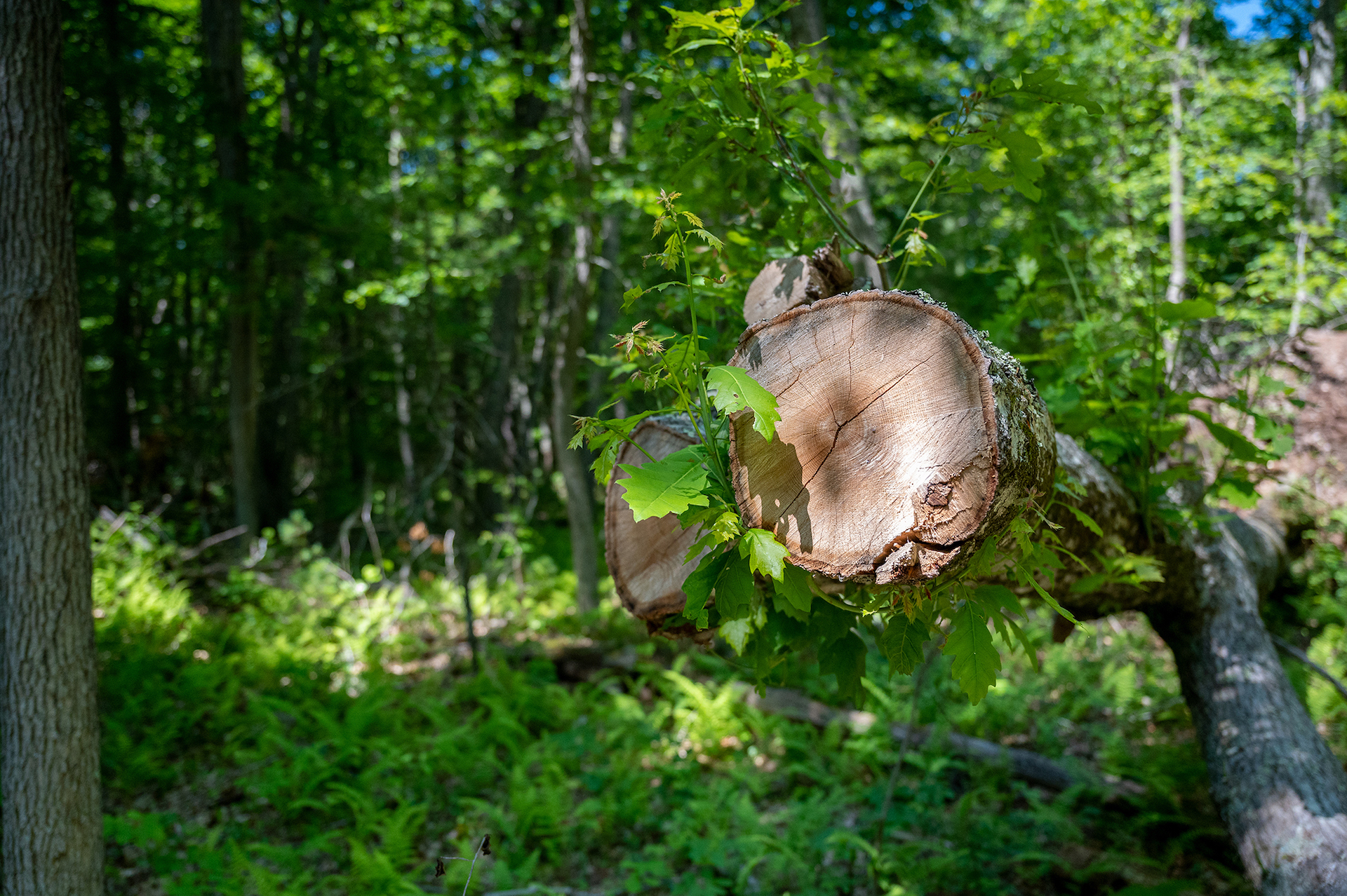 New England Forestry Foundation