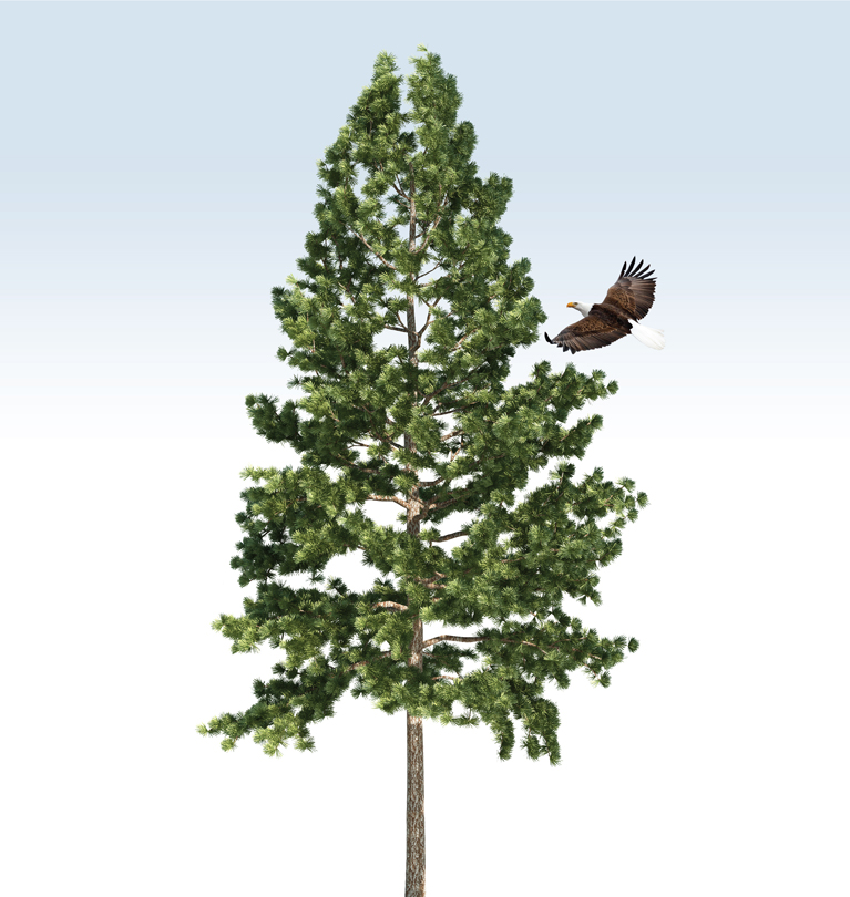 Illustration of an Eastern White Pine tree