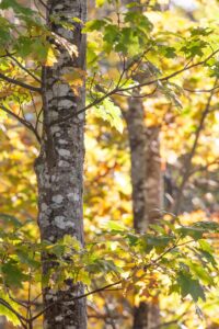 Oak Trees in Niantic Property