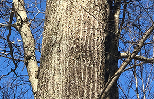 Northern Red Oak bark