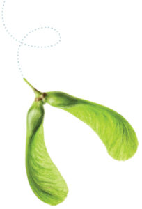 A Sugar Maple's winged seeds, or samaras