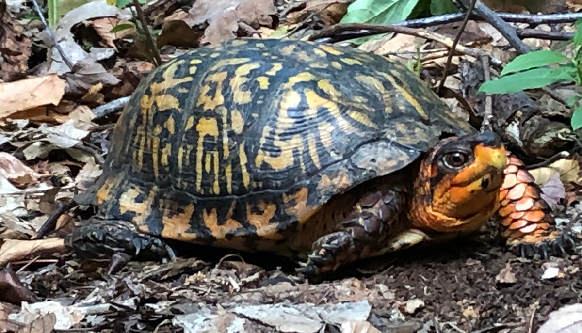 How you can help tiny turtles in Vermont