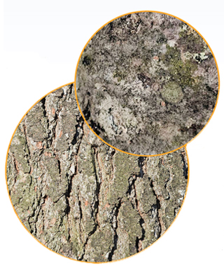 Close-up of white pine bark