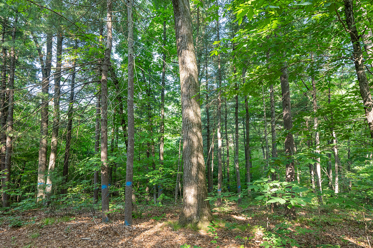 Announcing Summer Harvest at Prouty Woods Community Forest - New ...