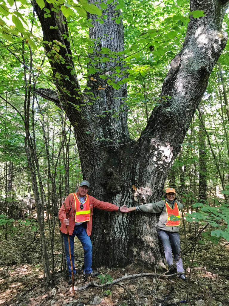 Jay Kenty (left) and Elizabeth Gillette (right) extend their arms to show the size of an old oak wolf tree at Thissell-Smith Memorial Forest. Photo taken by NEFF Stewardship Manager Beth Gula during a 2019 conservation easement monitoring visit.